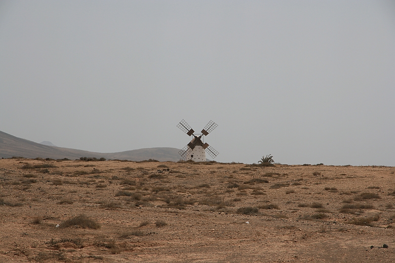Kanary_2010 135